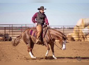American Quarter Horse Mix, Gelding, 6 years, 14,3 hh, Sorrel