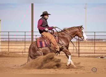 American Quarter Horse Mix, Gelding, 6 years, 14,3 hh, Sorrel