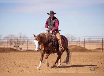 American Quarter Horse Mix, Gelding, 6 years, 14,3 hh, Sorrel