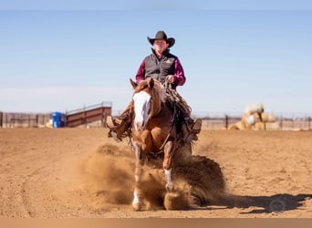American Quarter Horse Mix, Gelding, 6 years, 14,3 hh, Sorrel