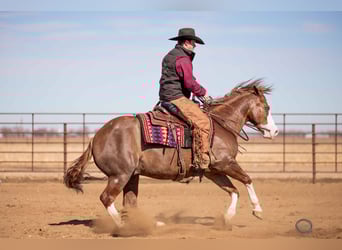 American Quarter Horse Mix, Gelding, 6 years, 14,3 hh, Sorrel