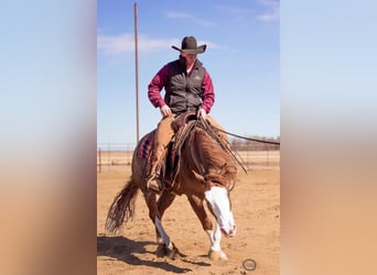 American Quarter Horse Mix, Gelding, 6 years, 14,3 hh, Sorrel