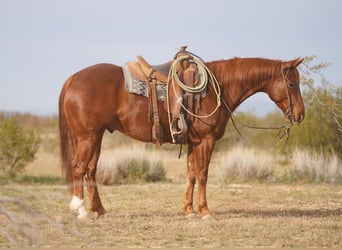 American Quarter Horse, Gelding, 6 years, 14,3 hh, Sorrel