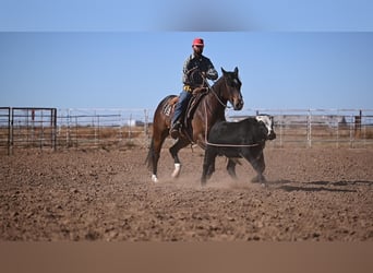 American Quarter Horse, Gelding, 6 years, 15.1 hh, Bay