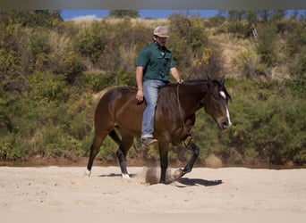 American Quarter Horse, Gelding, 6 years, 15.1 hh, Bay