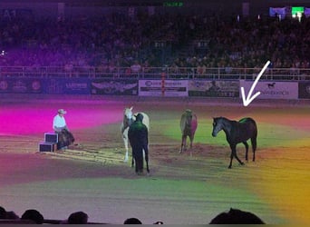 American Quarter Horse, Gelding, 6 years, 15.1 hh, Black