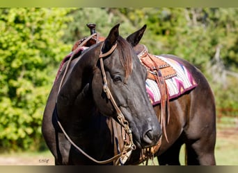 American Quarter Horse, Gelding, 6 years, 15,1 hh, Black