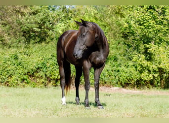 American Quarter Horse, Gelding, 6 years, 15,1 hh, Black