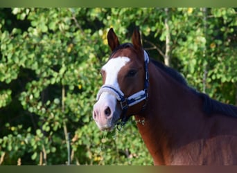 American Quarter Horse, Gelding, 6 years, 15,1 hh, Brown