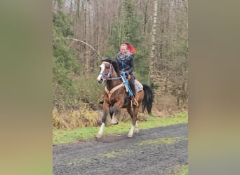 American Quarter Horse Mix, Gelding, 6 years, 15.1 hh, Brown