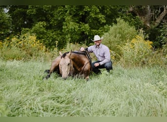 American Quarter Horse, Gelding, 6 years, 15.1 hh, Buckskin