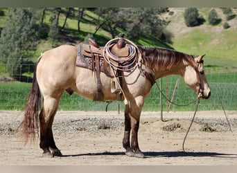 American Quarter Horse, Gelding, 6 years, 15.1 hh, Buckskin