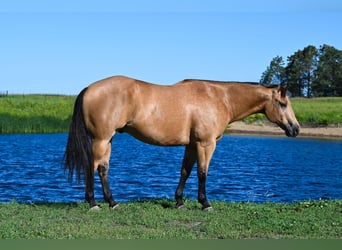 American Quarter Horse, Gelding, 6 years, 15.1 hh, Buckskin