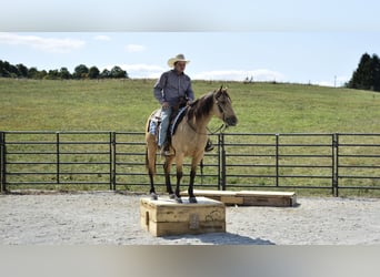 American Quarter Horse, Gelding, 6 years, 15.1 hh, Buckskin