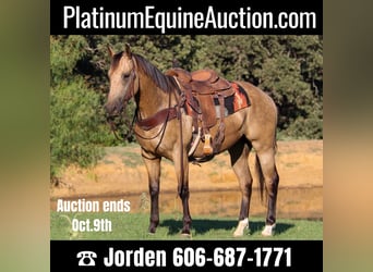 American Quarter Horse, Gelding, 6 years, 15.1 hh, Buckskin
