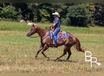 American Quarter Horse, Wallach, 6 Jahre, 15,1 hh, Dunkelfuchs