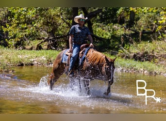 American Quarter Horse, Wallach, 6 Jahre, 15,1 hh, Dunkelfuchs