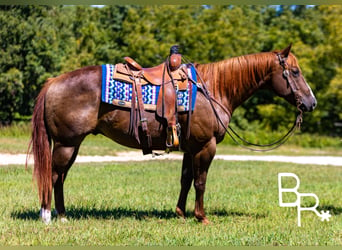 American Quarter Horse, Wallach, 6 Jahre, 15,1 hh, Dunkelfuchs