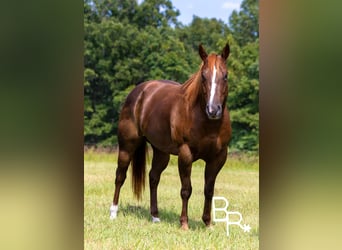 American Quarter Horse, Wallach, 6 Jahre, 15,1 hh, Dunkelfuchs