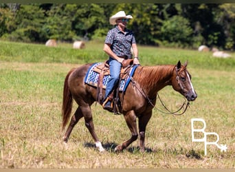 American Quarter Horse, Wallach, 6 Jahre, 15,1 hh, Dunkelfuchs