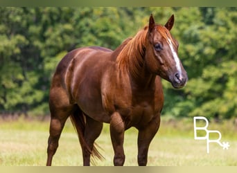 American Quarter Horse, Wallach, 6 Jahre, 15,1 hh, Dunkelfuchs