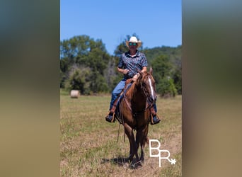 American Quarter Horse, Wallach, 6 Jahre, 15,1 hh, Dunkelfuchs