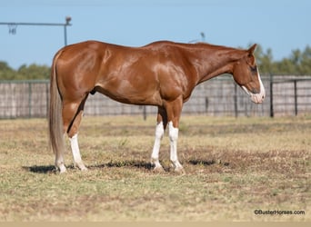 American Quarter Horse, Gelding, 6 years, 15,1 hh, Chestnut