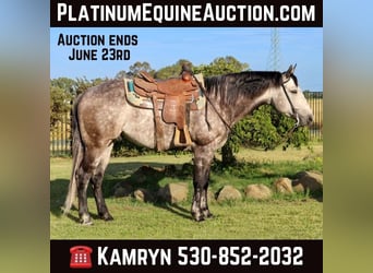 American Quarter Horse, Gelding, 6 years, 15.1 hh, Gray-Dapple