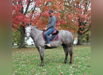 American Quarter Horse Mix, Gelding, 6 years, 15.1 hh, Gray