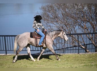 American Quarter Horse, Gelding, 6 years, 15.1 hh, Gray