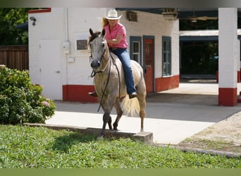 American Quarter Horse, Gelding, 6 years, 15.1 hh, Gray