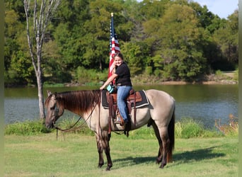 American Quarter Horse, Gelding, 6 years, 15.1 hh, Grullo