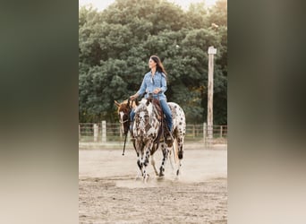 American Quarter Horse, Gelding, 6 years, 15,1 hh, Leopard-Piebald