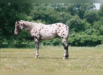 American Quarter Horse, Gelding, 6 years, 15,1 hh, Leopard-Piebald