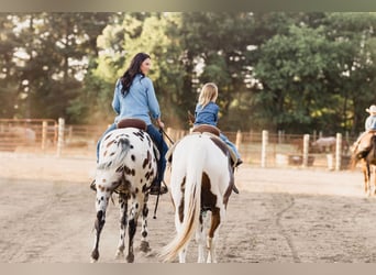 American Quarter Horse, Gelding, 6 years, 15,1 hh, Leopard-Piebald