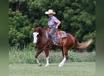 American Quarter Horse, Wallach, 6 Jahre, 15,1 hh, Overo-alle-Farben