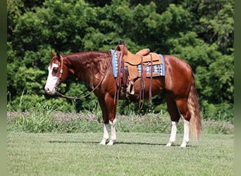 American Quarter Horse, Wallach, 6 Jahre, 15,1 hh, Overo-alle-Farben