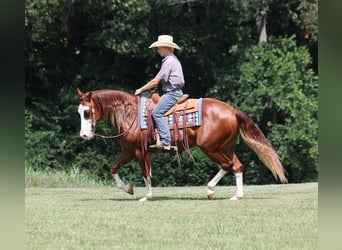 American Quarter Horse, Wallach, 6 Jahre, 15,1 hh, Overo-alle-Farben