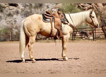 American Quarter Horse, Gelding, 6 years, 15.1 hh, Palomino