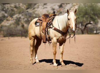 American Quarter Horse, Gelding, 6 years, 15.1 hh, Palomino