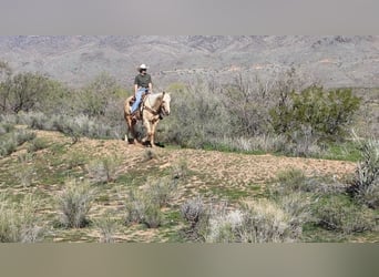American Quarter Horse, Gelding, 6 years, 15.1 hh, Palomino