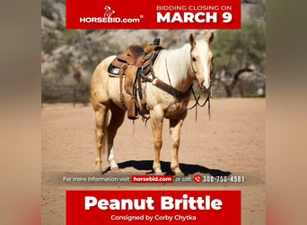 American Quarter Horse, Gelding, 6 years, 15.1 hh, Palomino