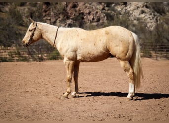American Quarter Horse, Gelding, 6 years, 15.1 hh, Palomino