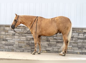 American Quarter Horse, Gelding, 6 years, 15,1 hh, Palomino