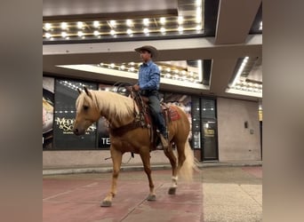 American Quarter Horse, Gelding, 6 years, 15.1 hh, Palomino