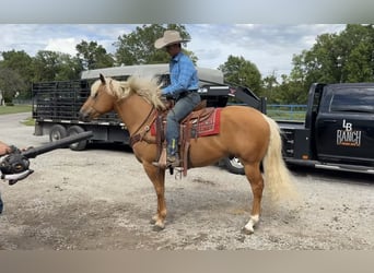 American Quarter Horse, Gelding, 6 years, 15.1 hh, Palomino