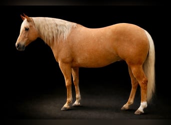 American Quarter Horse, Gelding, 6 years, 15.1 hh, Palomino