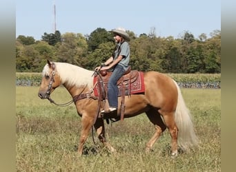 American Quarter Horse, Gelding, 6 years, 15.1 hh, Palomino