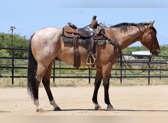 American Quarter Horse, Gelding, 6 years, 15.1 hh, Roan-Bay