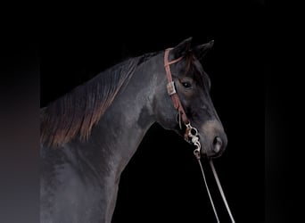 American Quarter Horse, Gelding, 6 years, 15.1 hh, Roan-Blue